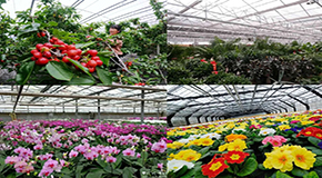 花卉苗木大棚供暖用空氣能熱泵，恒溫安全更經(jīng)濟(jì)